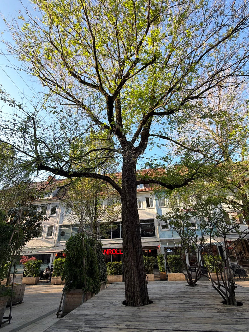 Feldahorn — Bild 3