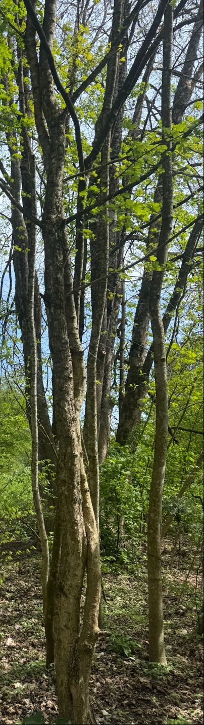 Feldahorn — Bild 5