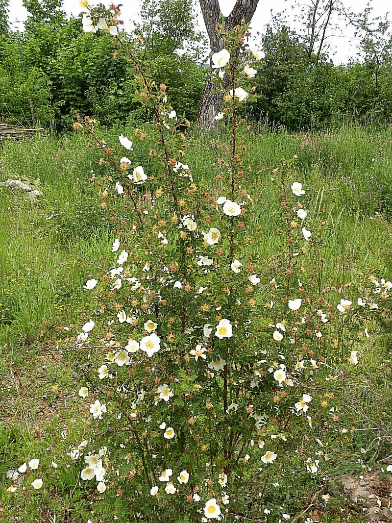 Feld-Rose — Bild 1