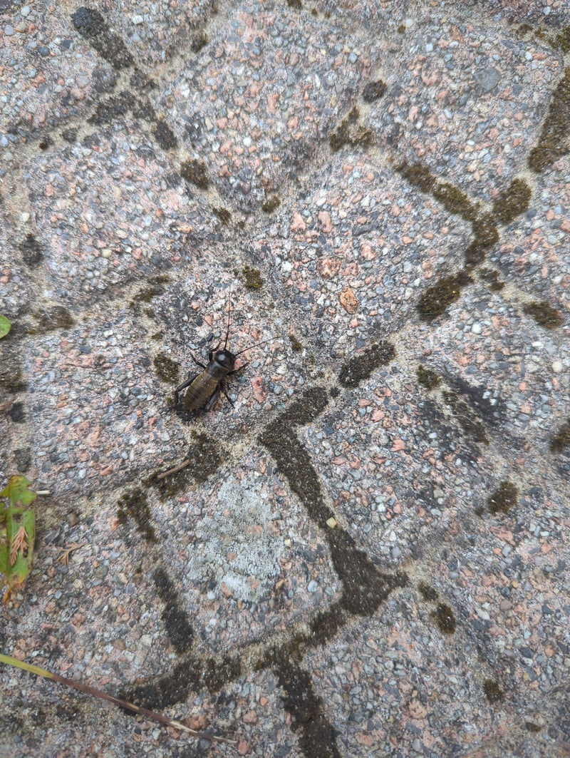 Feldgrille — Bild 5