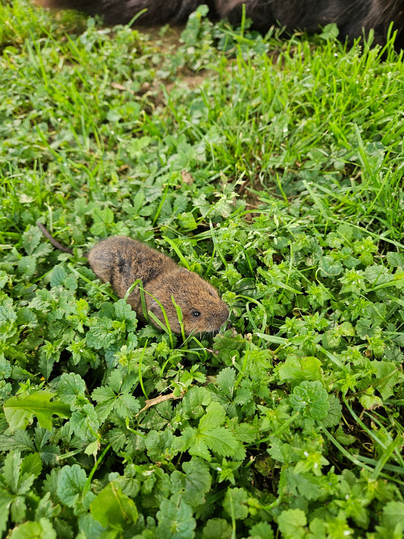 Feldmaus — Bild 2