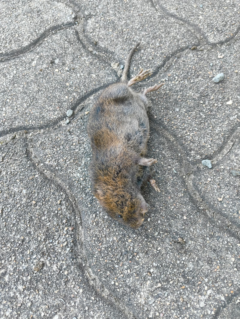 Feldmaus — Bild 1