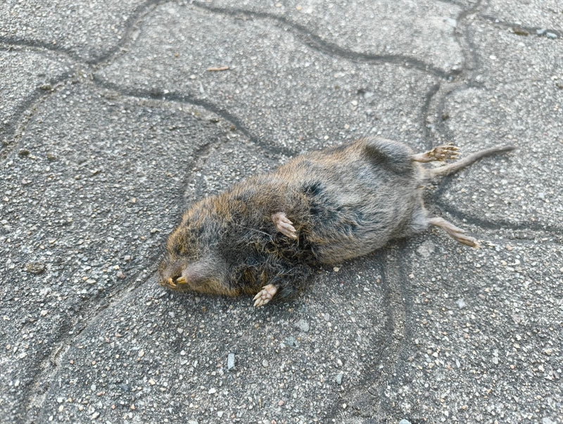 Feldmaus — Bild 4