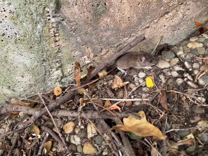 Feldmaus — Bild 3