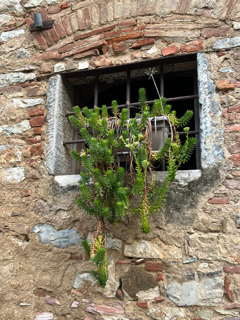 Felsen-Fetthenne — Bild 5