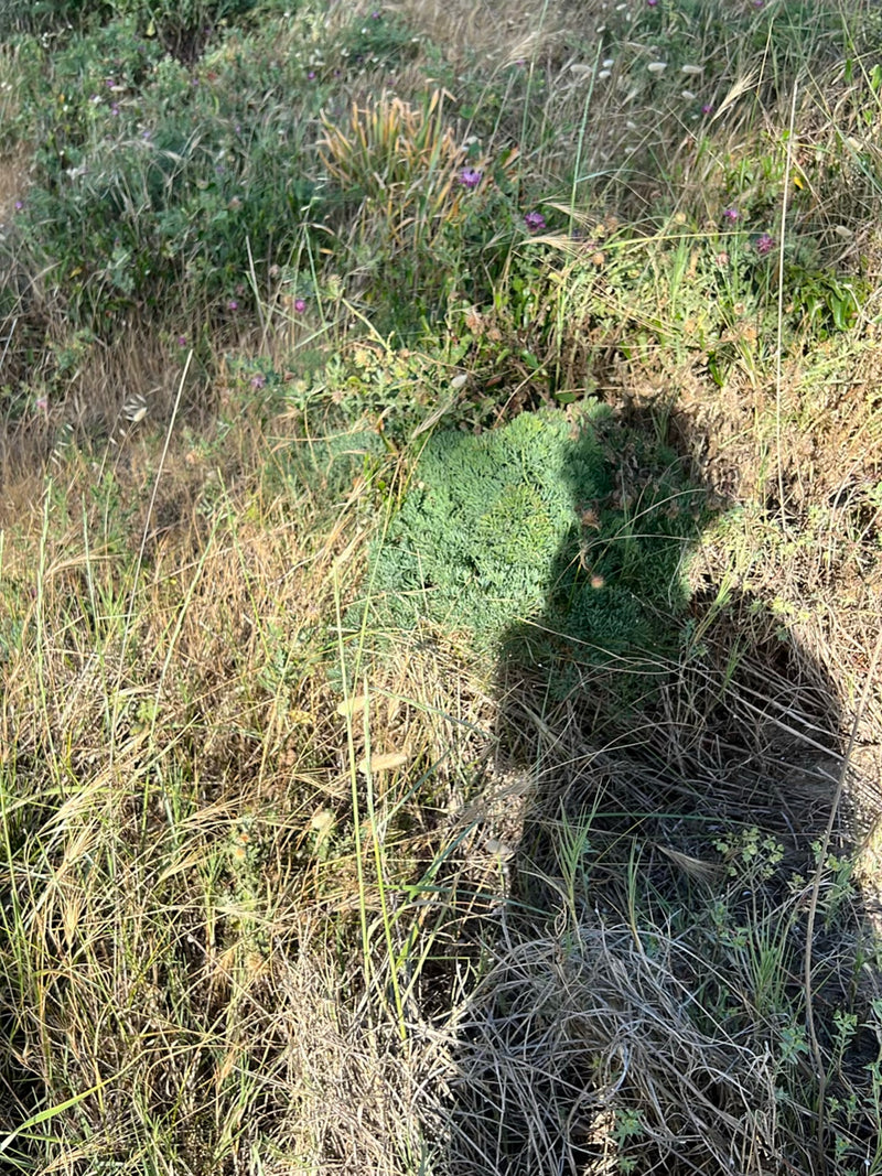 Felsen-Fetthenne — Bild 1