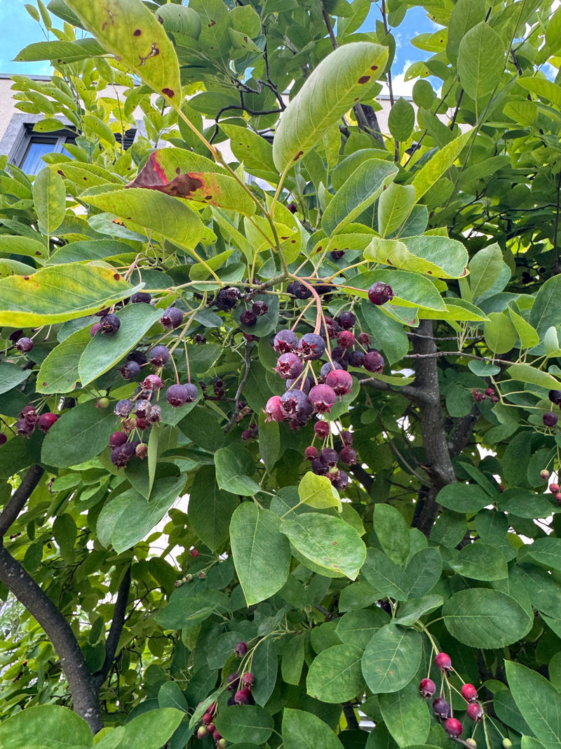 Kupfer-Felsenbirne — Bild 3