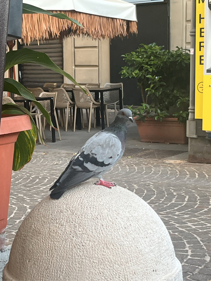 Eine Verwilderte Haustaube sitzt auf einem runden Steinpoller im urbanen Raum. Im Hintergrund sind Tische und Stühle eines Straßencafés zu sehen.
