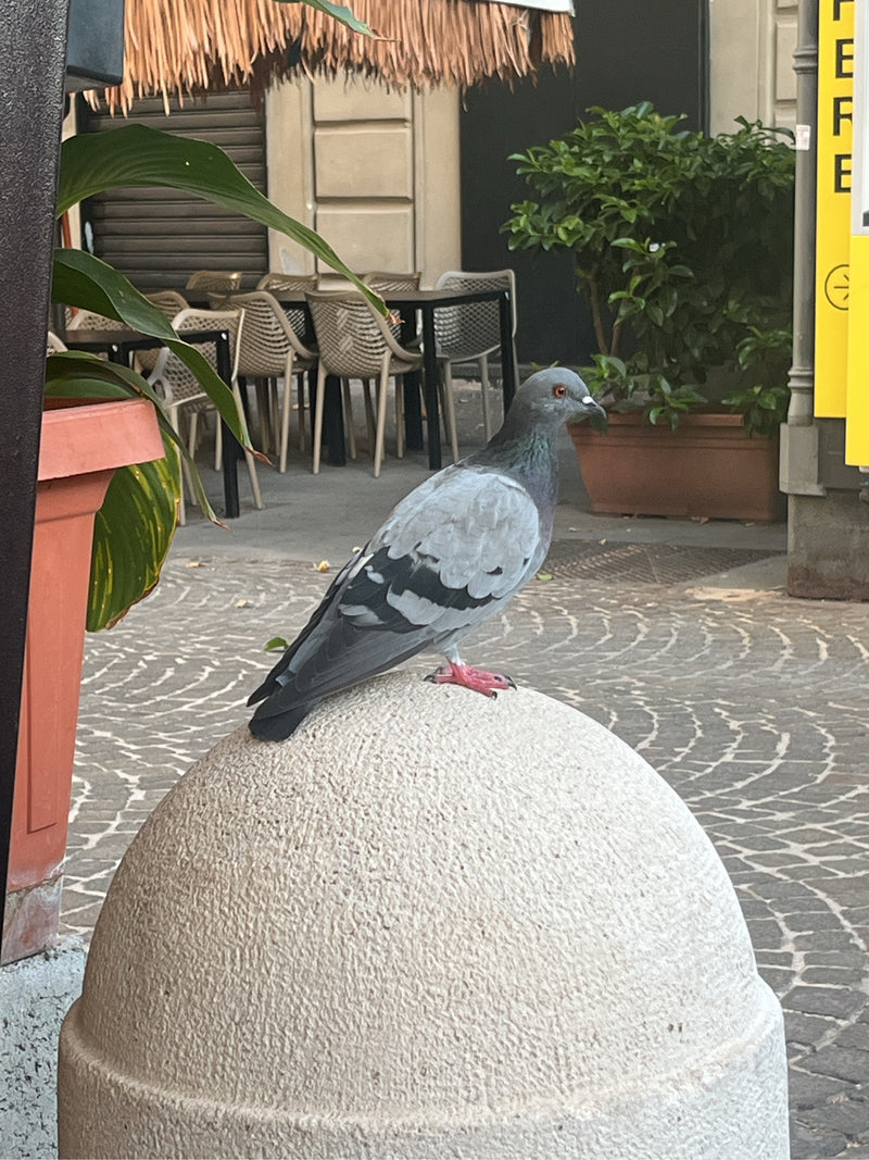 Eine Verwilderte Haustaube sitzt auf einer halbkugelförmigen Steinskulptur im urbanen Raum. Im Hintergrund sind Pflastersteine und Stühle erkennbar.