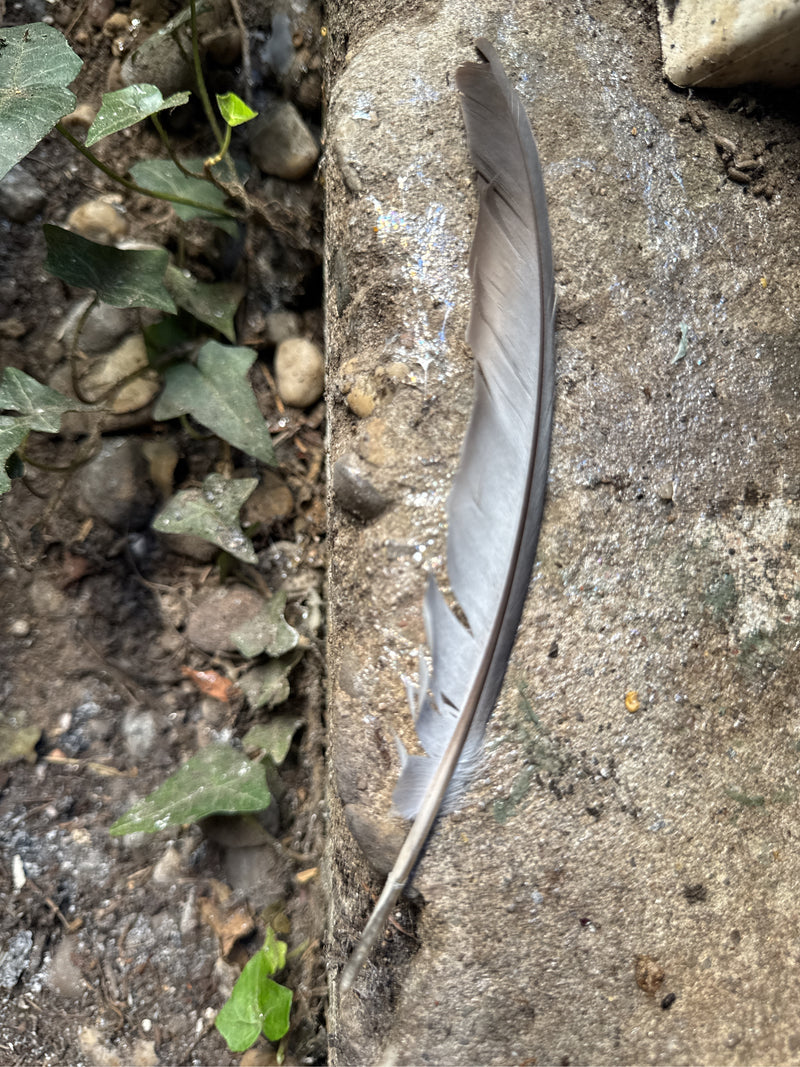 Verwilderte Haustaube — Bild 2 von 51