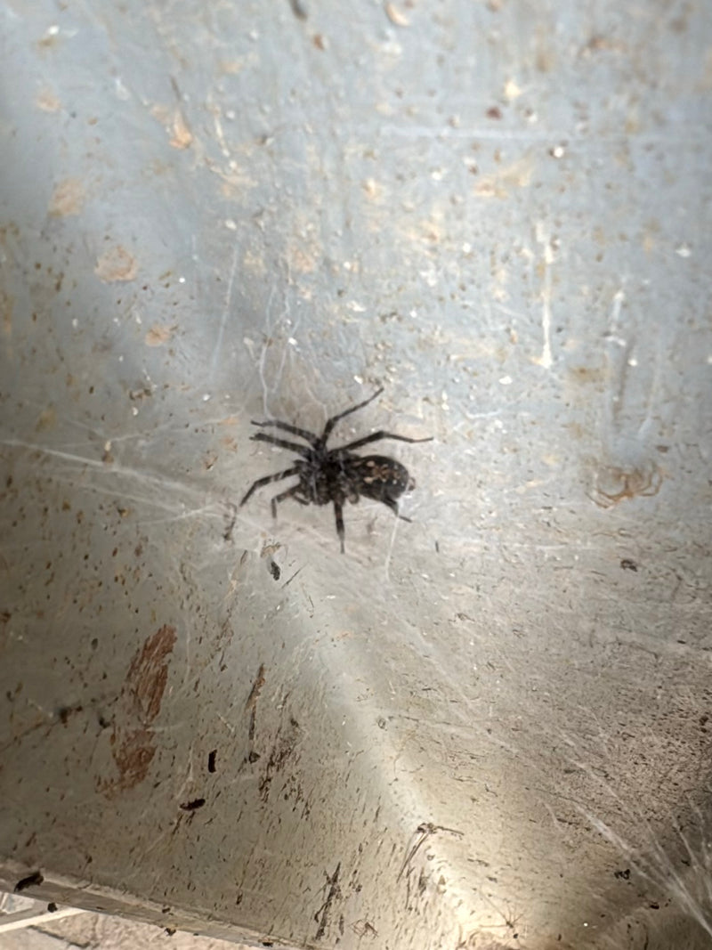 Fensterspinne — Bild 4