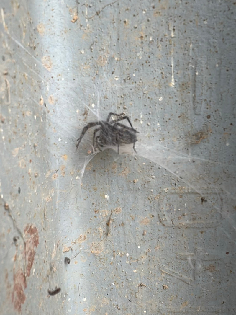 Fensterspinne — Bild 5