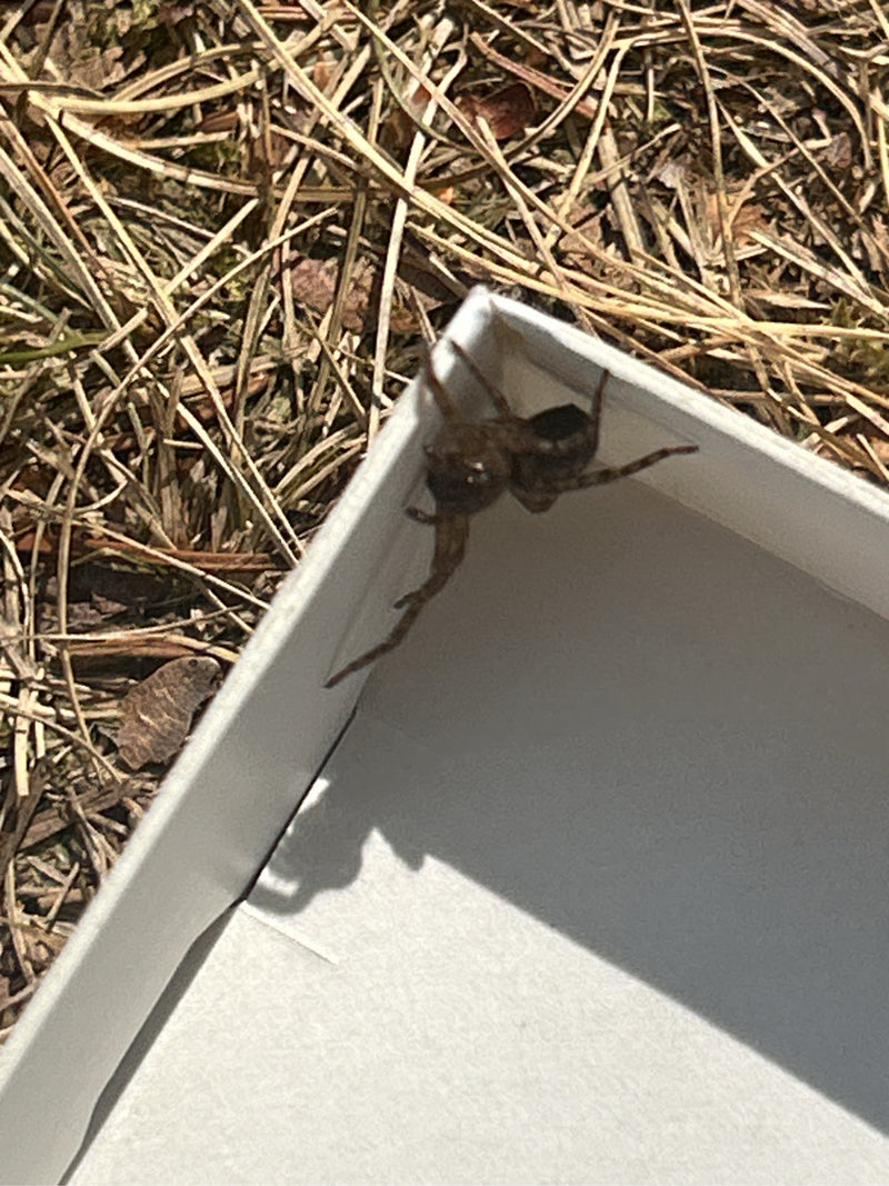 Fensterspinne — Bild 1