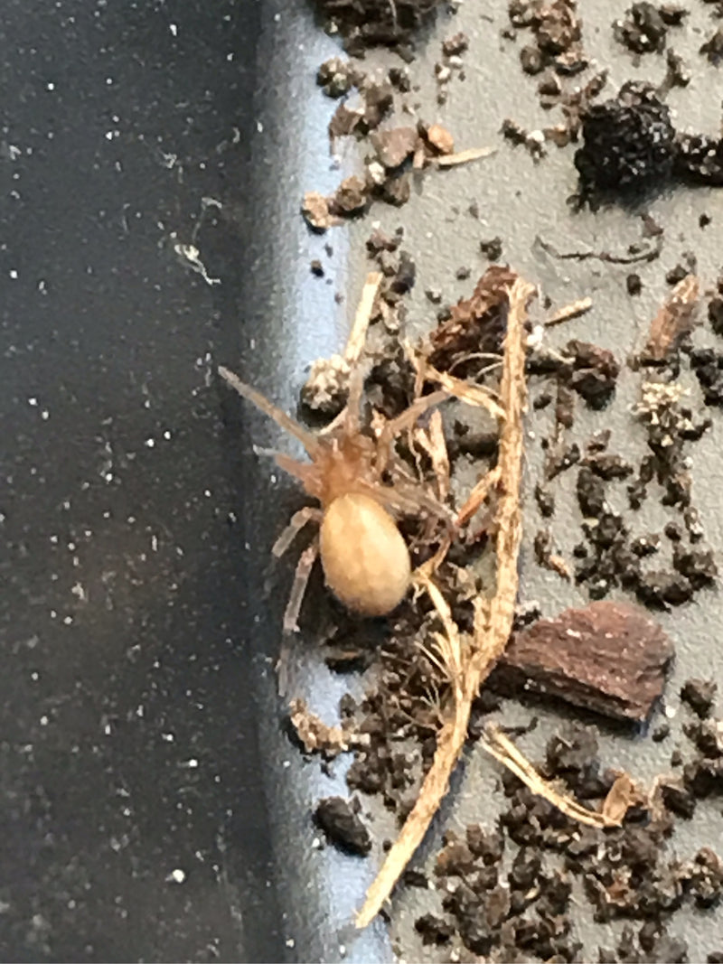 Auf dem Bild ist eine braune Fensterspinne zu sehen, die auf dunkler Erde und kleinen Holzfragmenten sitzt.