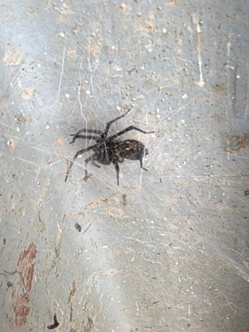 Fensterspinne — Bild 3