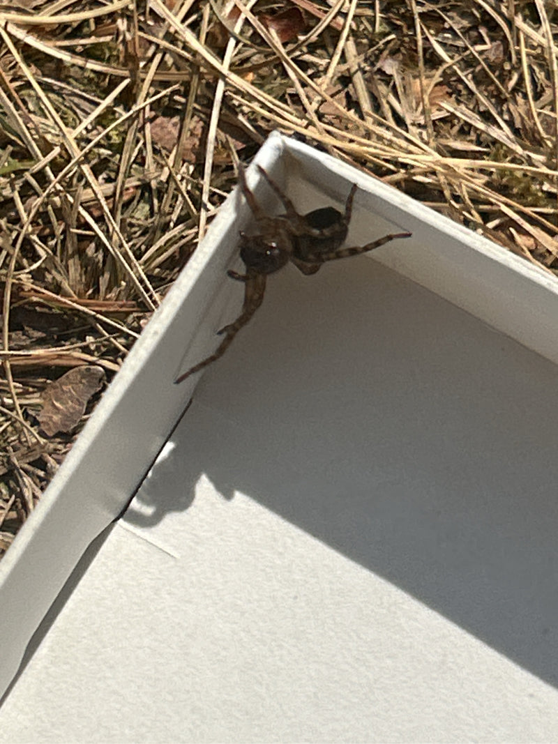 Fensterspinne — Bild 2