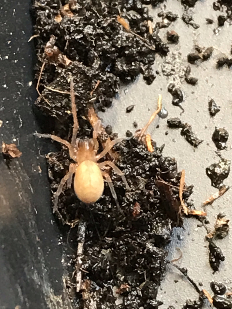 Eine braune Fensterspinne sitzt auf dunklem Erdreich. Die Aufsicht zeigt das Tier in seiner Umgebung.