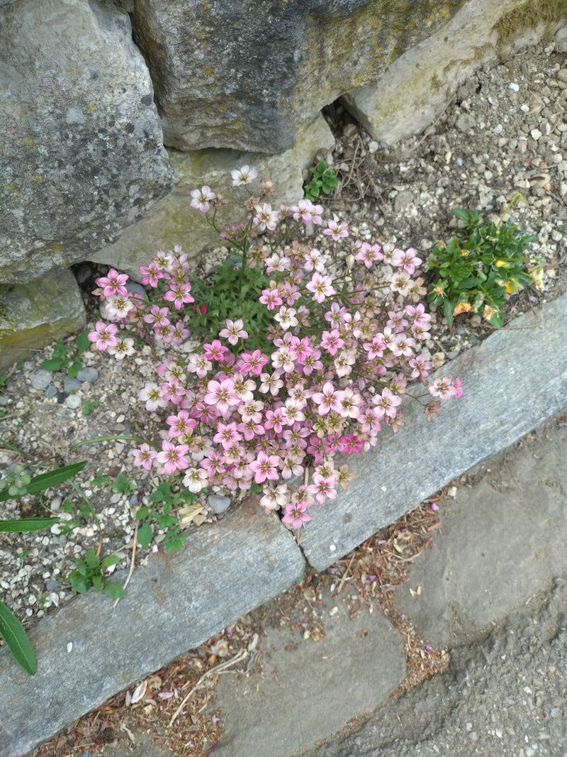 Fetthennen-Steinbrech — Bild 1