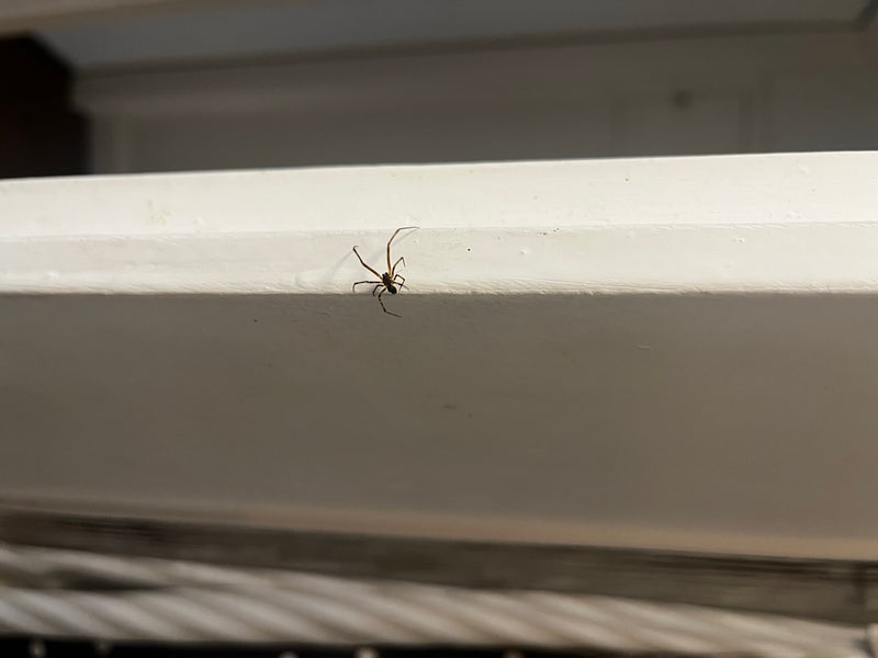 Fettspinne — Bild 4
