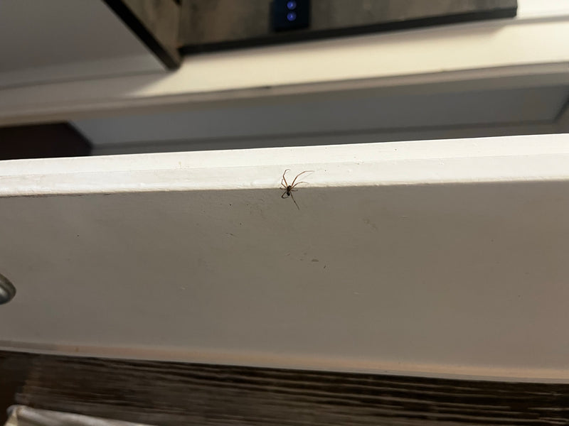 Fettspinne — Bild 2