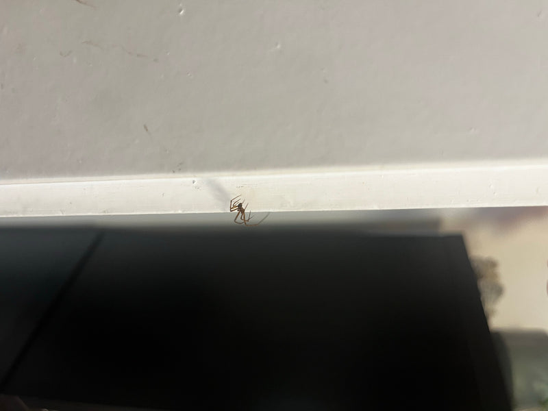 Fettspinne — Bild 1