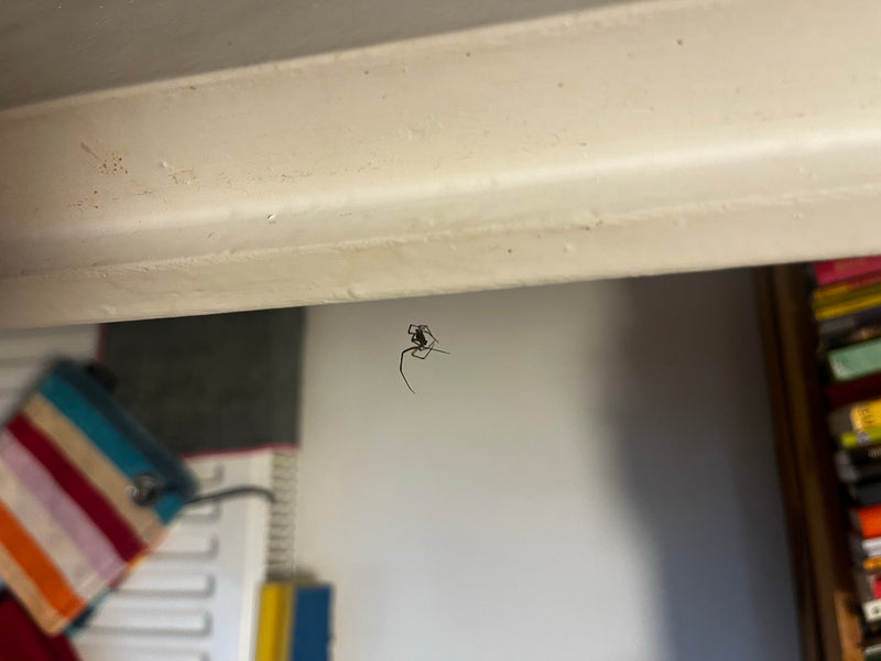 Fettspinne — Bild 3