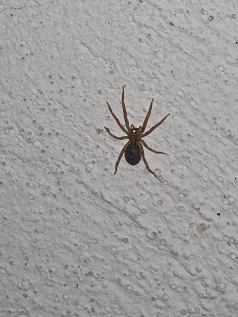 Gewöhnliche Fettspinne — Bild 2