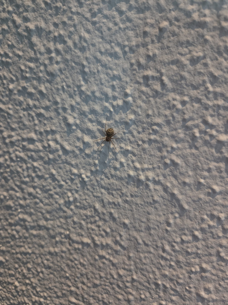 Gewöhnliche Fettspinne — Bild 1