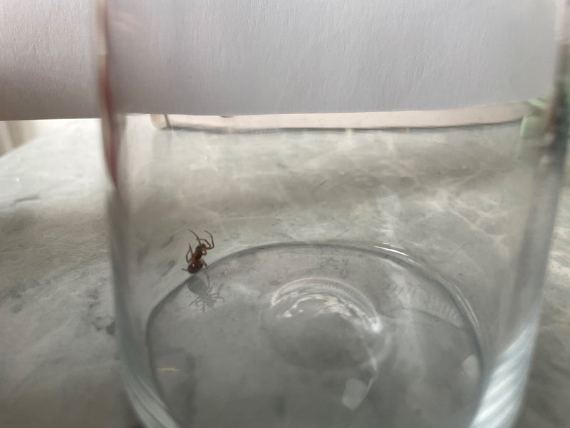 Fettspinne — Bild 5