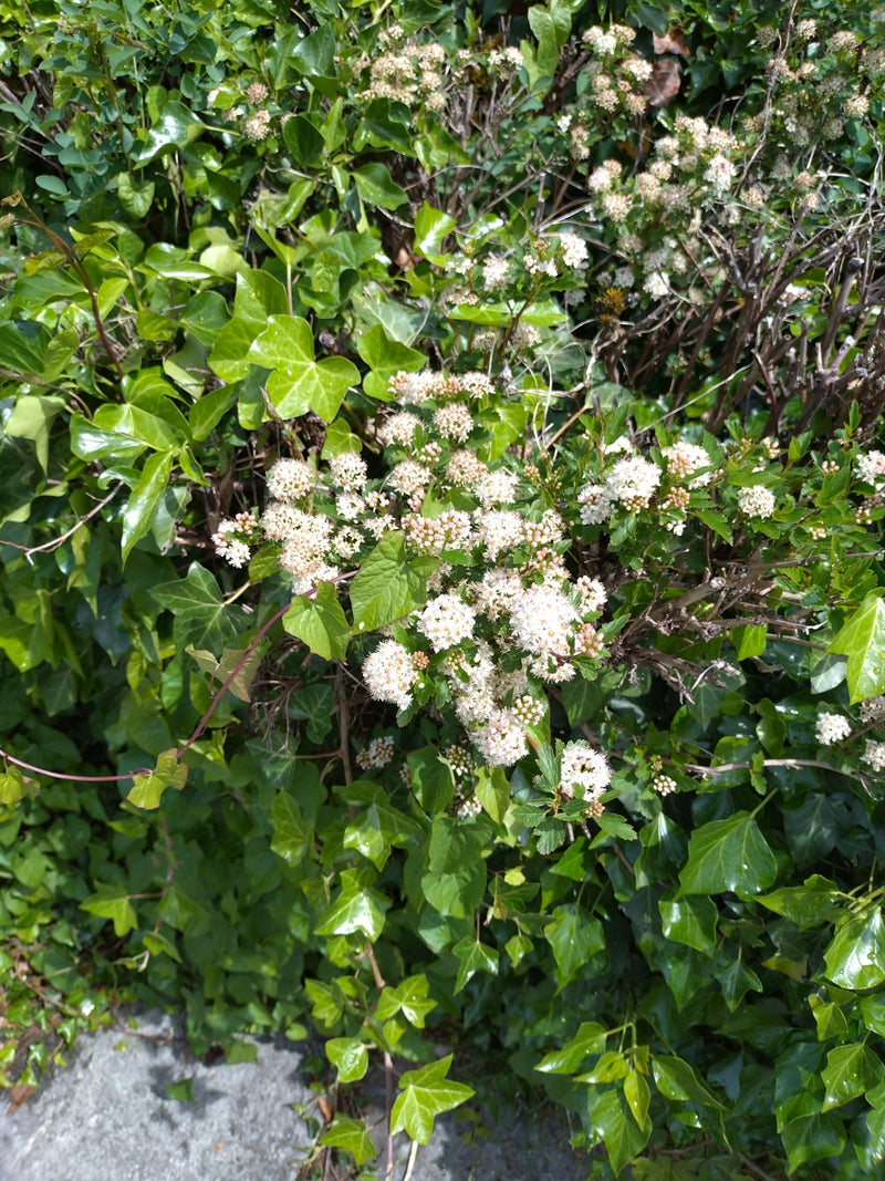 Feuerdorn — Bild 3