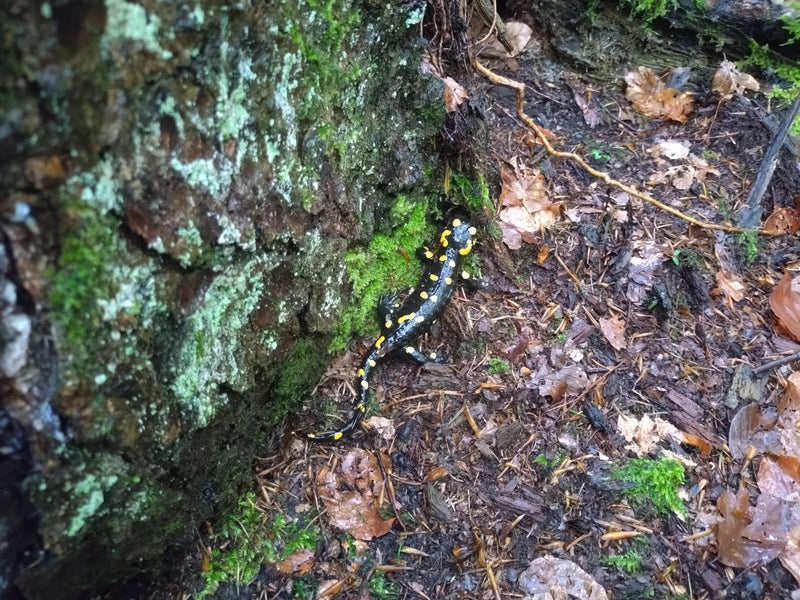 Feuersalamander — Bild 2