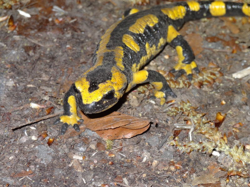 Feuersalamander — Bild 1