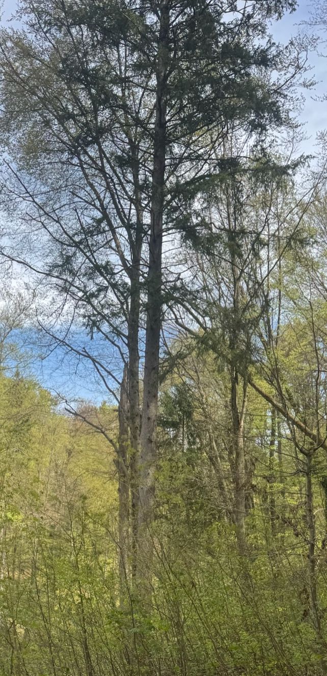 Das Bild zeigt eine grosse Gemeine Fichte in einem lichten Wald. Der Stamm und die typische Kronenstruktur sind gut zu erkennen.