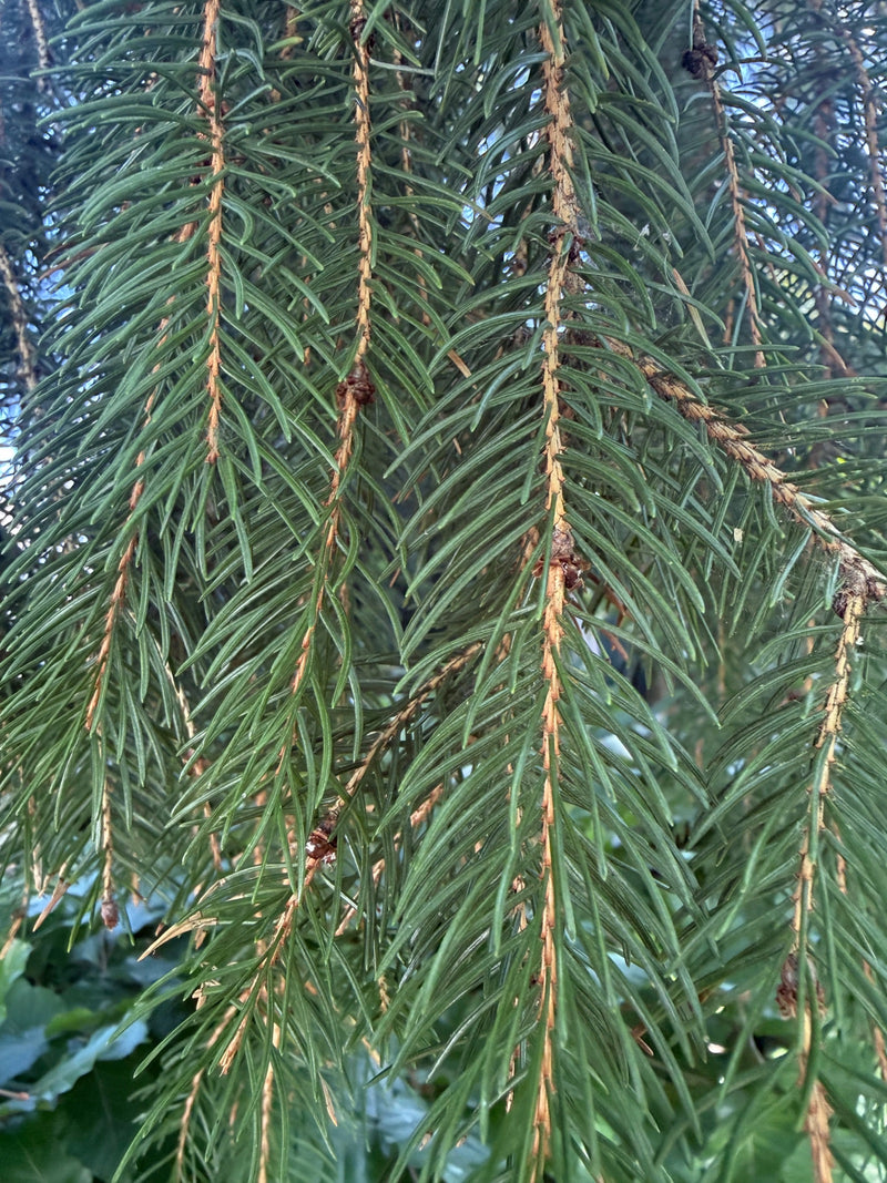 Gemeine Fichte — Bild 3