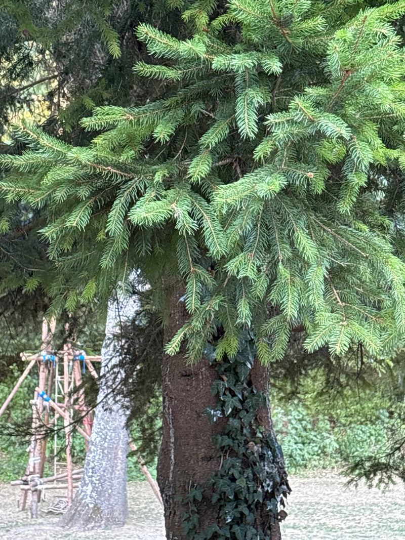 Gemeine Fichte — Bild 4