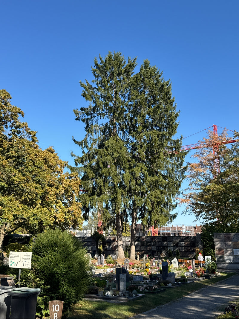 Zwei hochgewachsene Gemeine Fichten stehen inmitten eines sonnigen Friedhofs vor blauem Himmel.