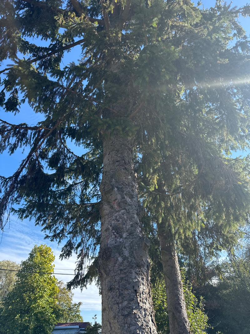 Blick von unten an einem Nadelbaumstamm empor in die Krone vor blauem Himmel.