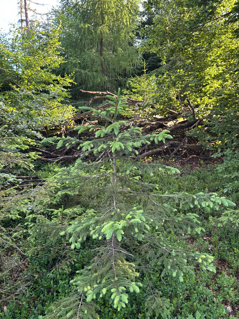 Gemeine Fichte — Bild 1