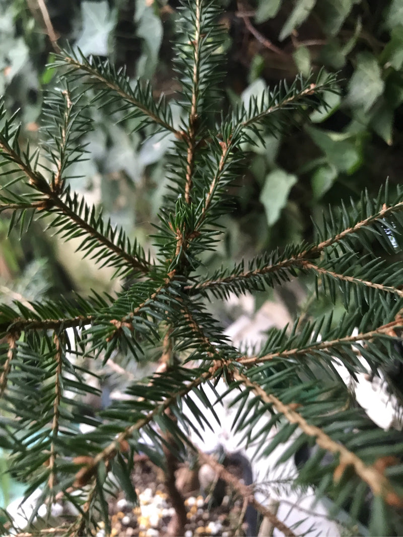 Gemeine Fichte — Bild 3 von 29