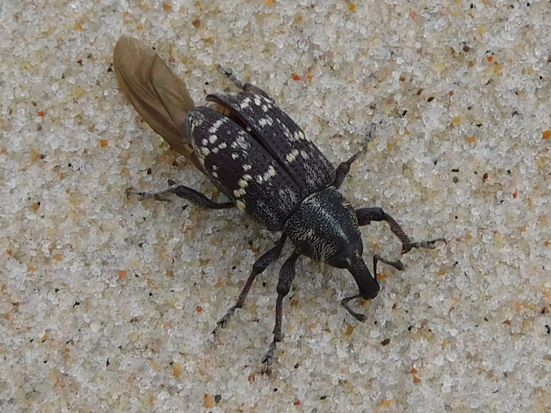 Fichtenrüsselkäfer — Bild 2