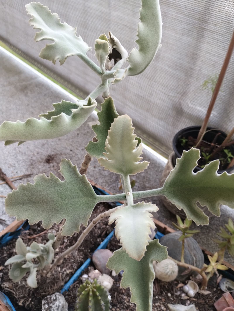 Filz-Kalanchoe — Bild 1