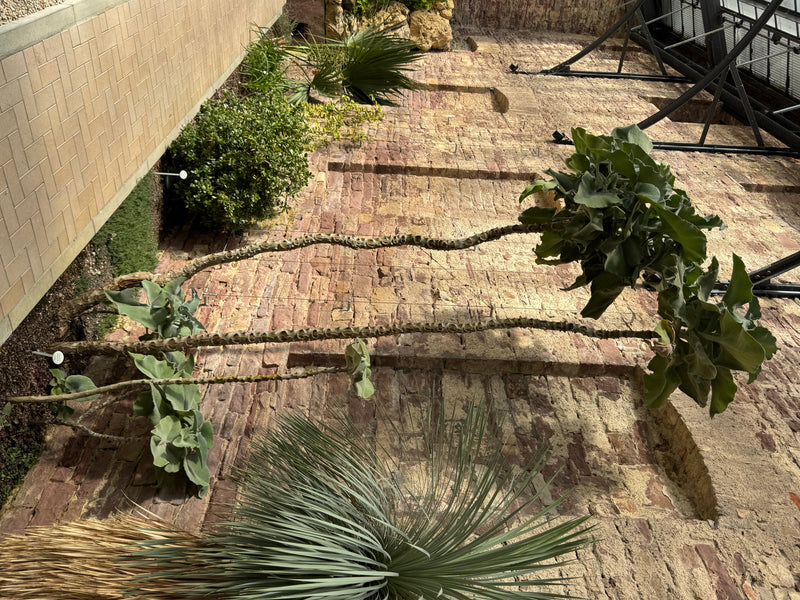Eine hochgewachsene Filz-Kalanchoe mit charakteristischen behaarten Blättern wächst in einem Beet vor einer Ziegelmauer.