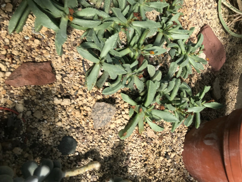 Filz-Kalanchoe — Bild 1 von 3