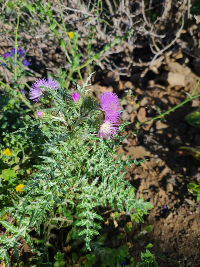 Milchfleckdistel — Bild 1