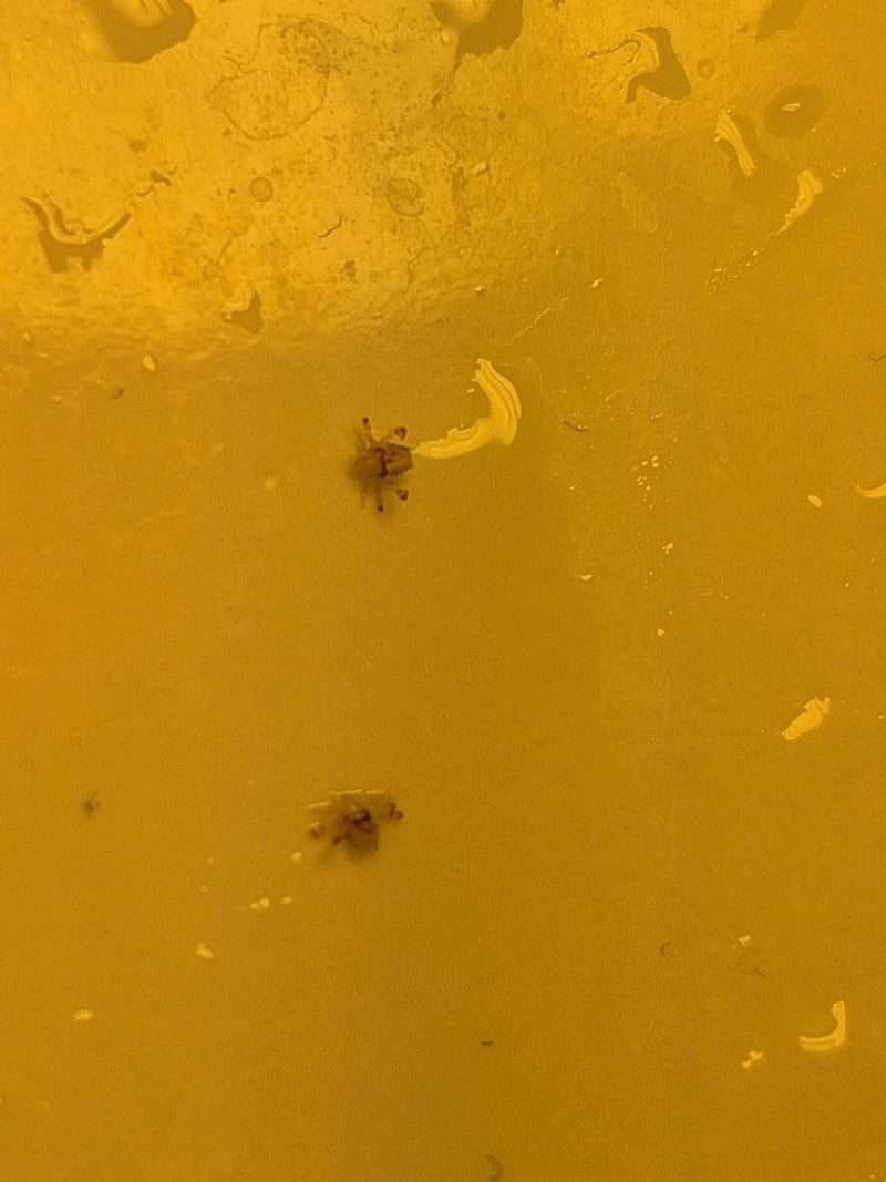 Zwei Filzläuse (Pthirus pubis) liegen auf einer glatten, gelblichen Oberfläche in der Aufsicht.