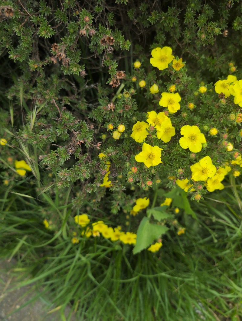 Fuenffingerstrauch — Bild 3