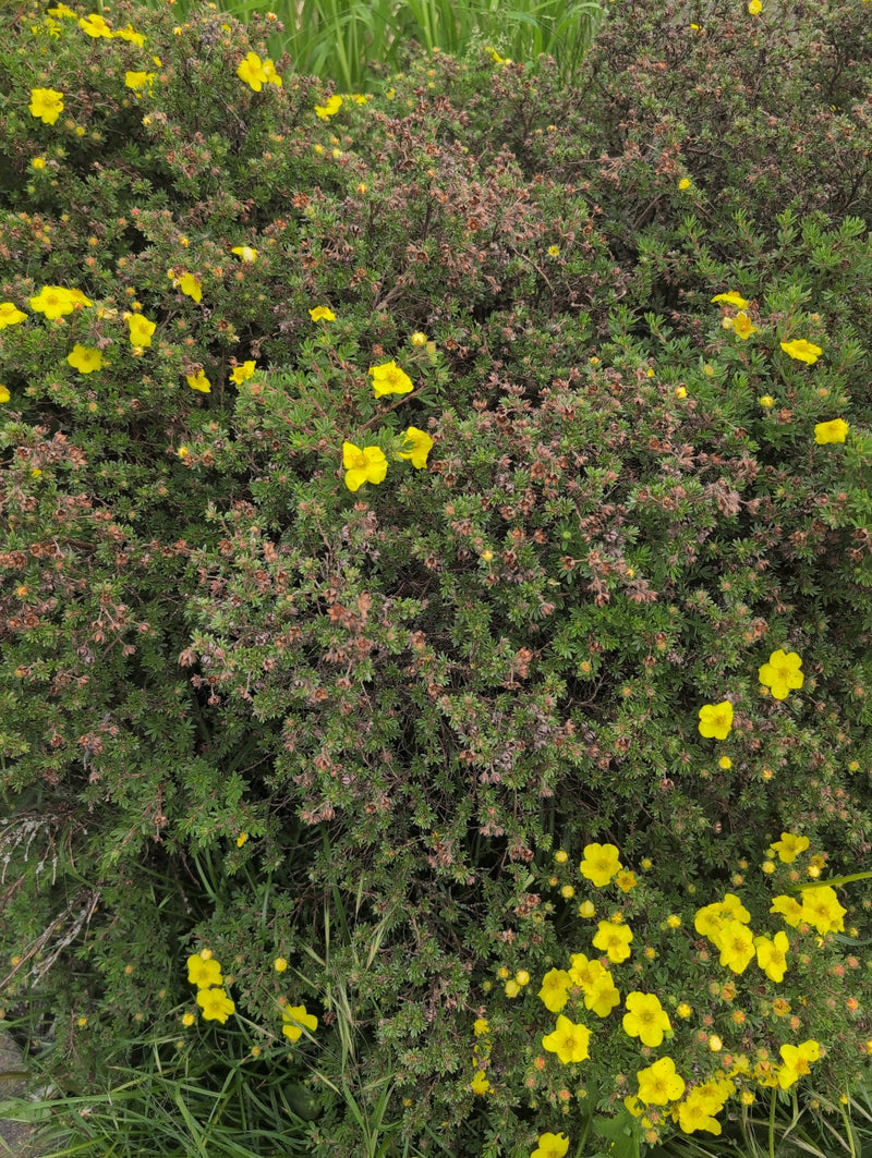Fuenffingerstrauch — Bild 2