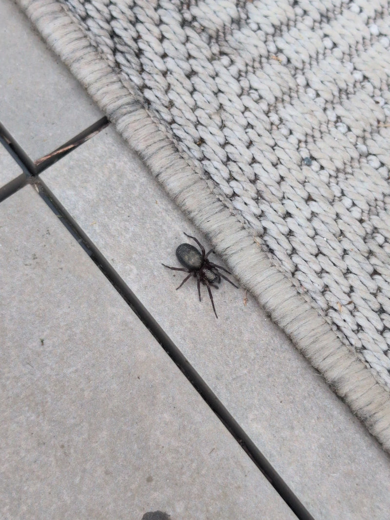 Finsterspinne — Bild 2