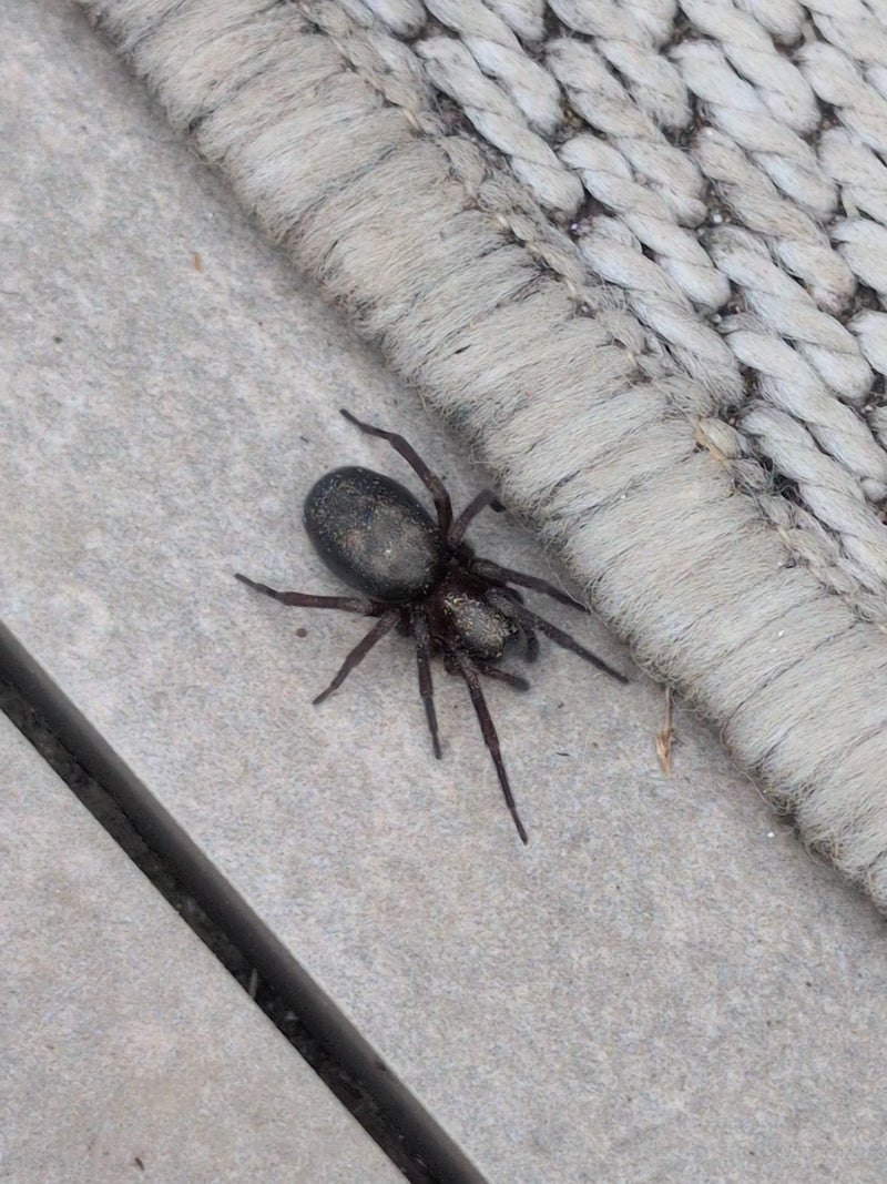 Finsterspinne — Bild 4