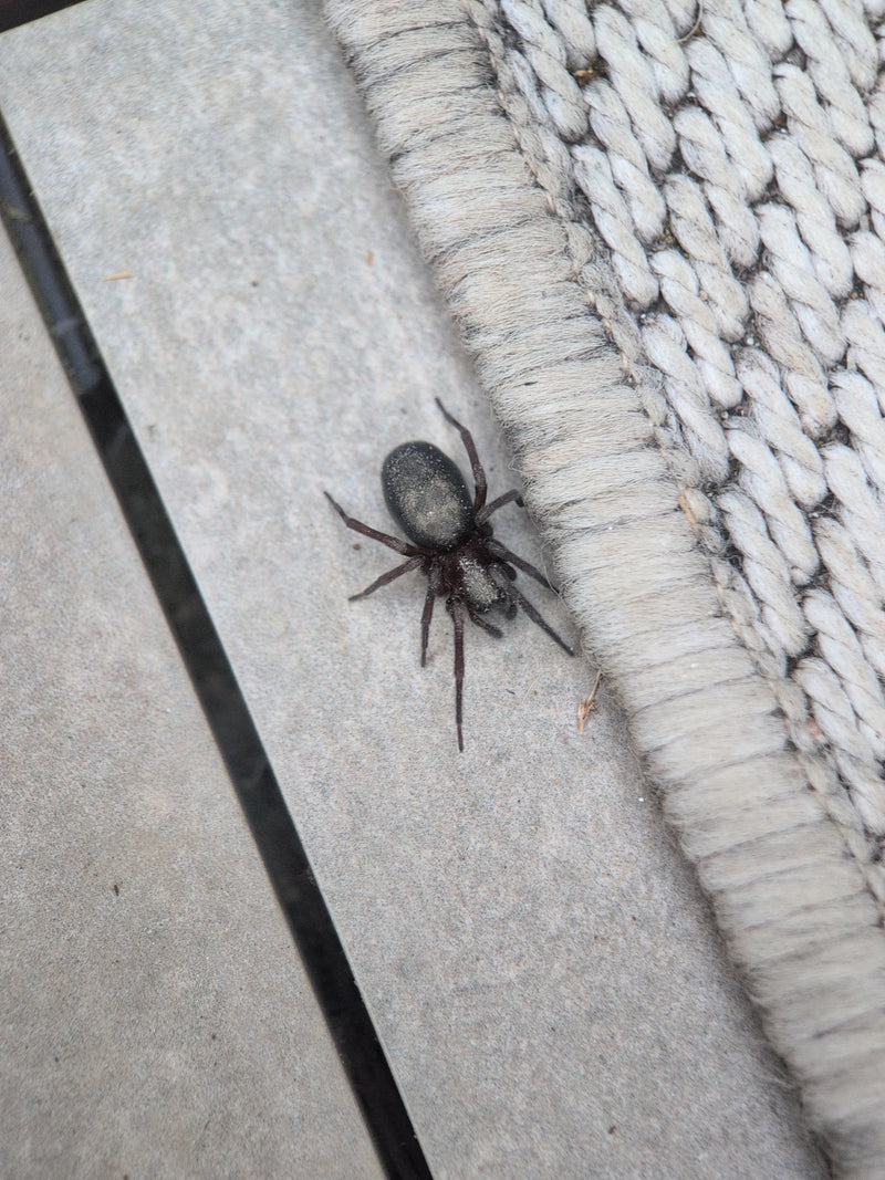 Finsterspinne — Bild 3